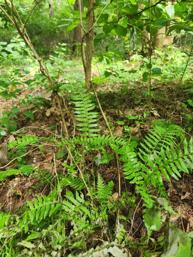 Polystichum tripteron photo 3