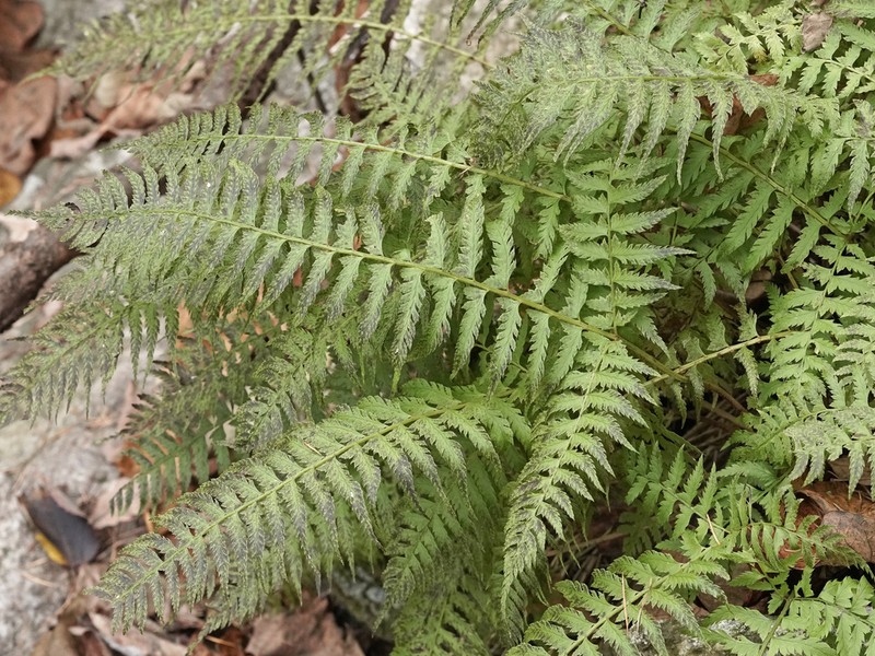 Polystichum tripteron photo 4