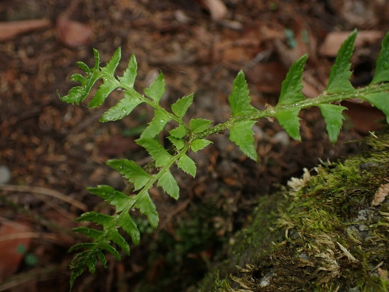 Polystichum tripteron photo 5
