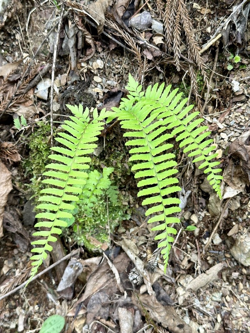 Polystichum tripteron photo 6