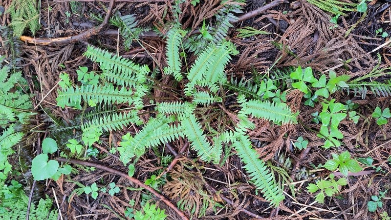 Polystichum tripteron photo 7