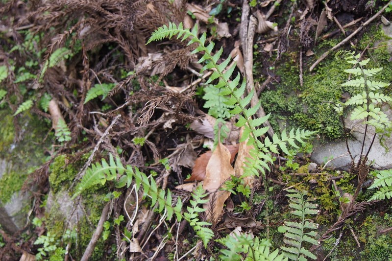 Polystichum tripteron photo 8