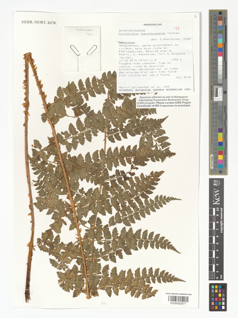 Polystichum tsaratananense
