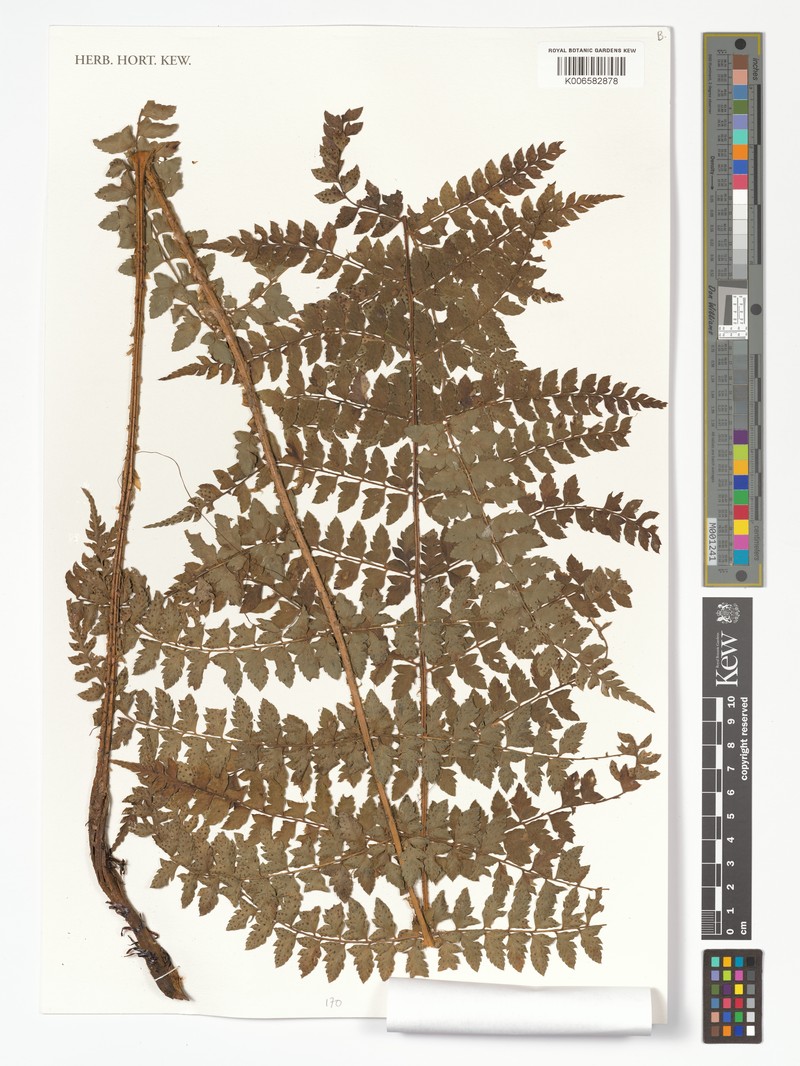 Polystichum tsaratananense photo 2