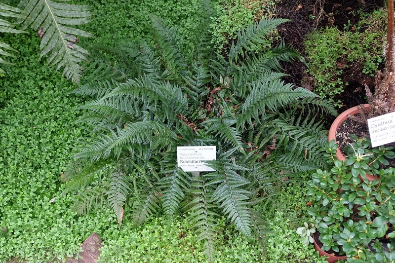 Korean Rockfern photo 3