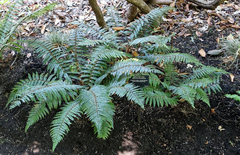 Korean Rockfern