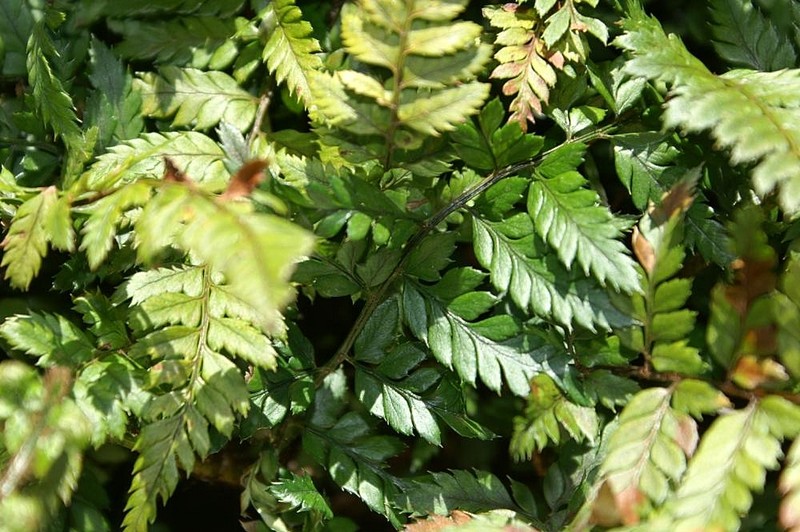 Korean Rockfern photo 2