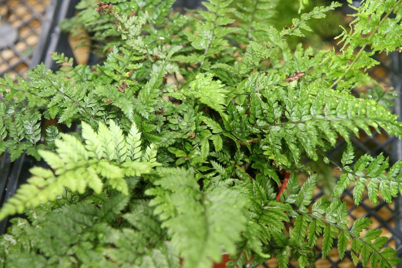 Korean Rockfern photo 4