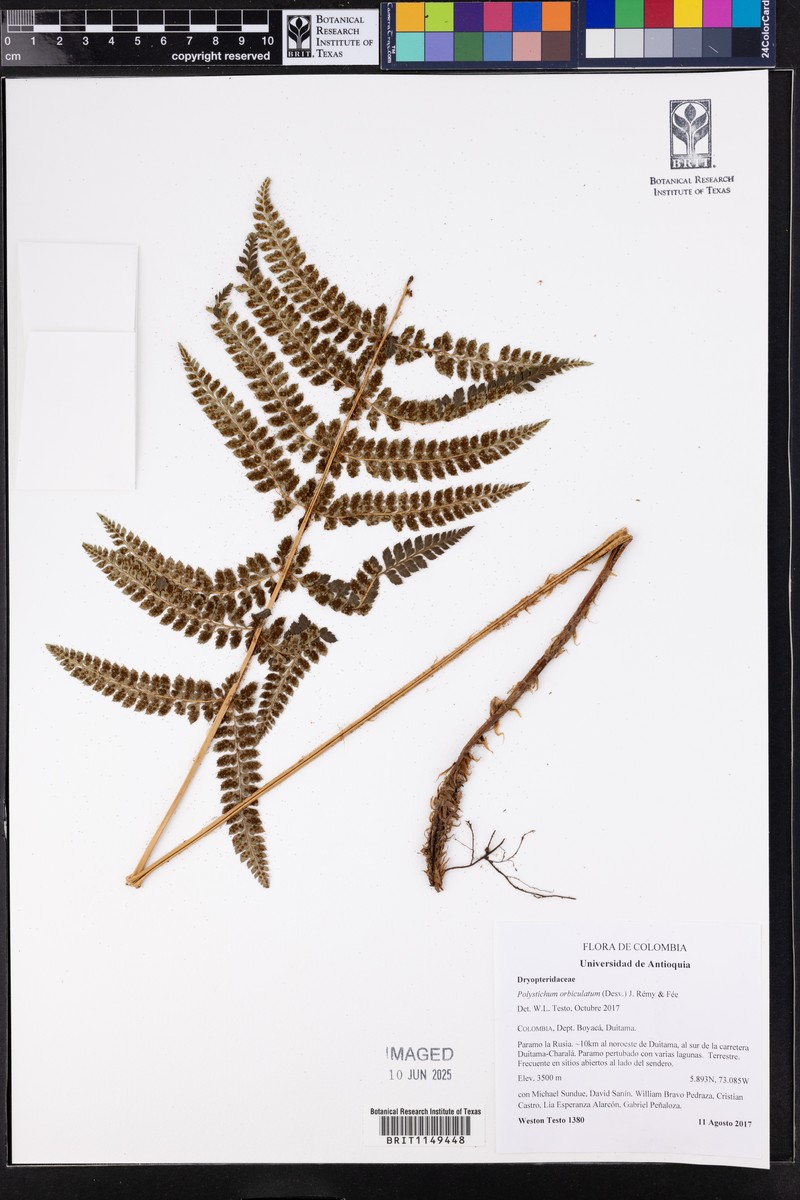 Polystichum turrialbae