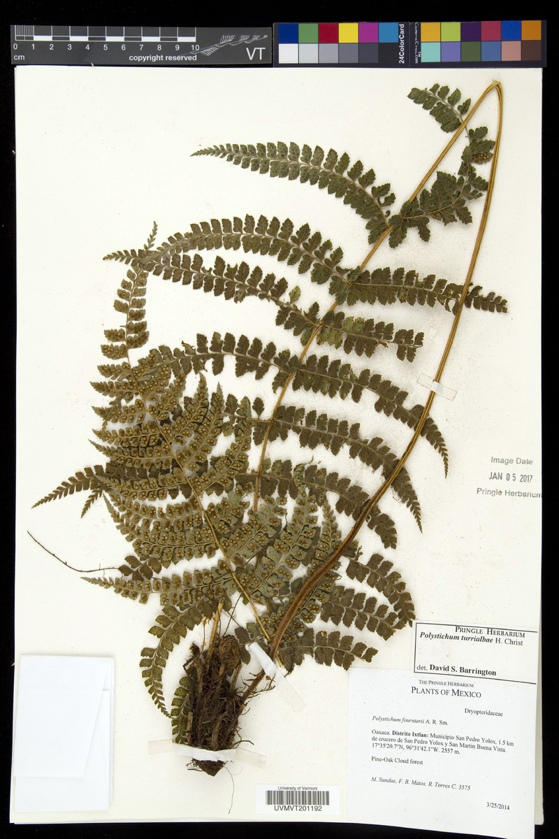 Polystichum turrialbae photo 2