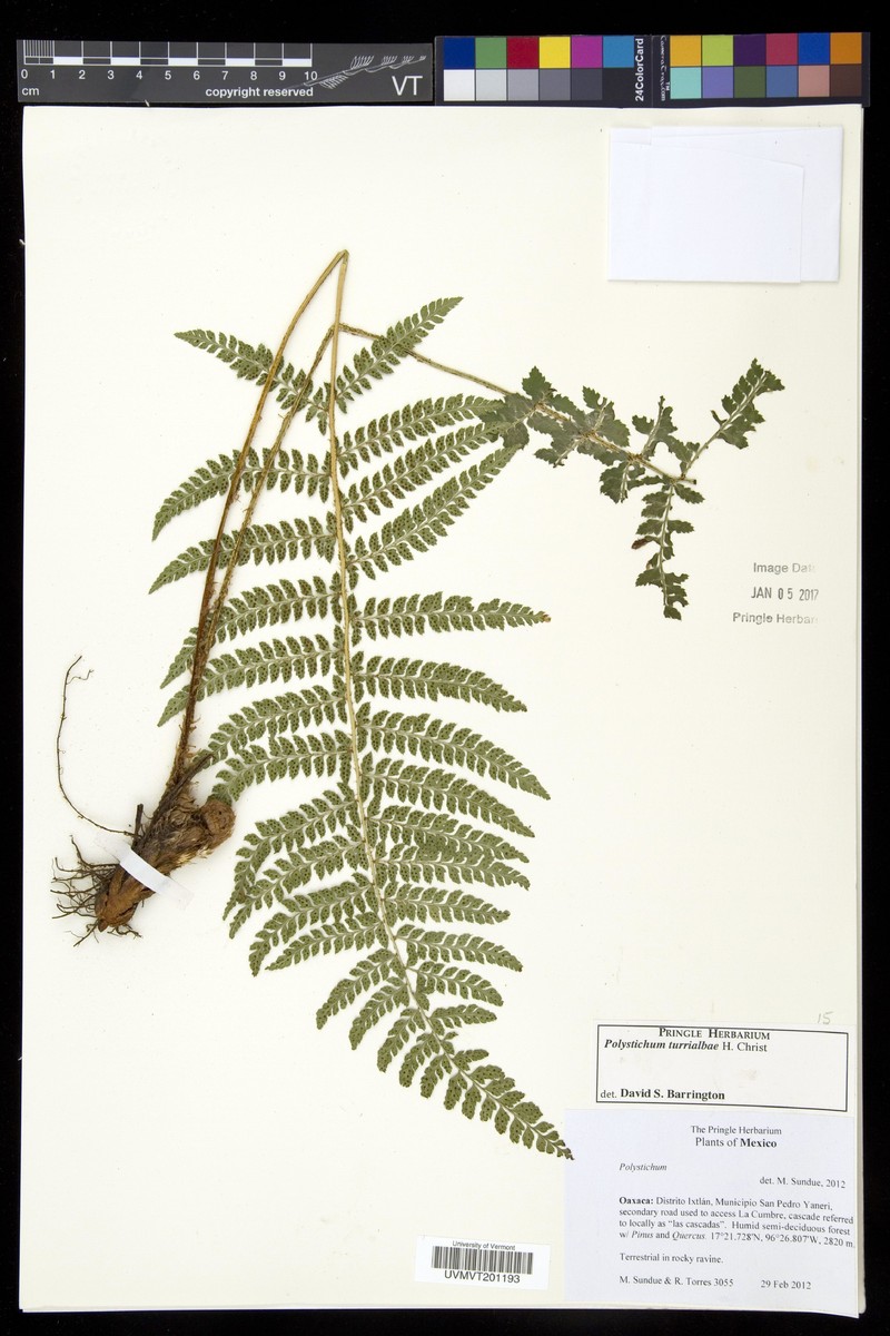 Polystichum turrialbae photo 3