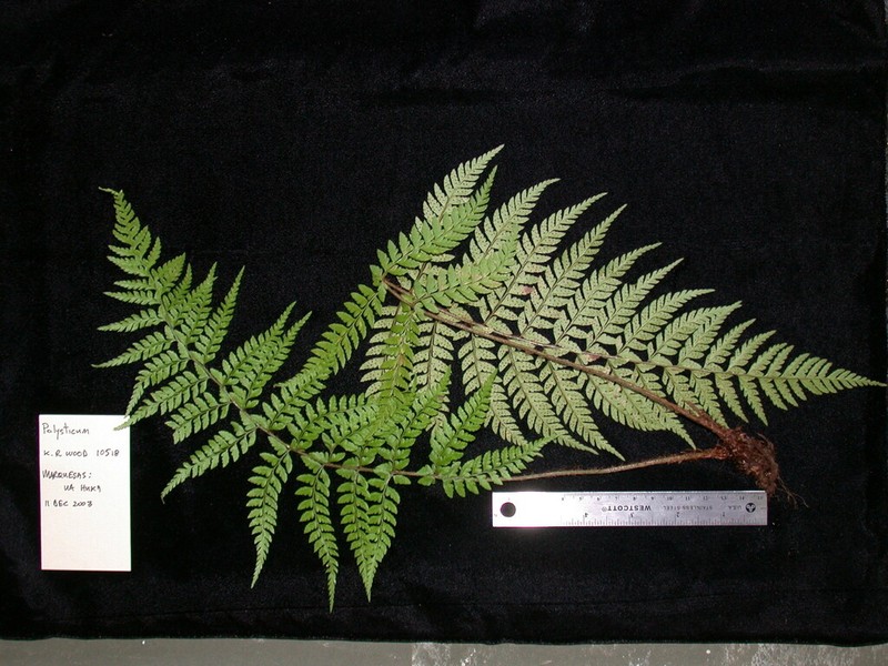 Polystichum uahukaense photo 2