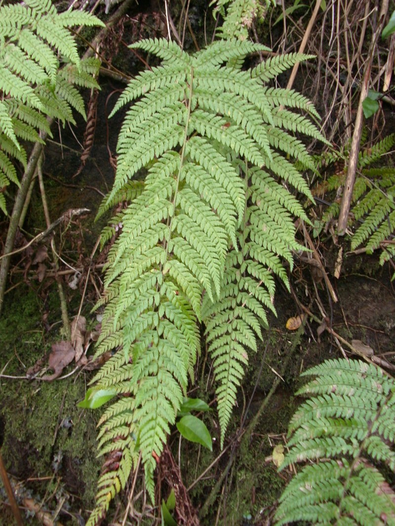 Polystichum uahukaense photo 3