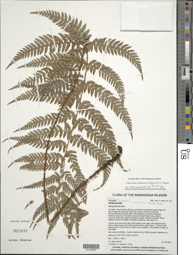 Polystichum uahukaense photo 4
