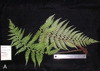 Polystichum uahukaense