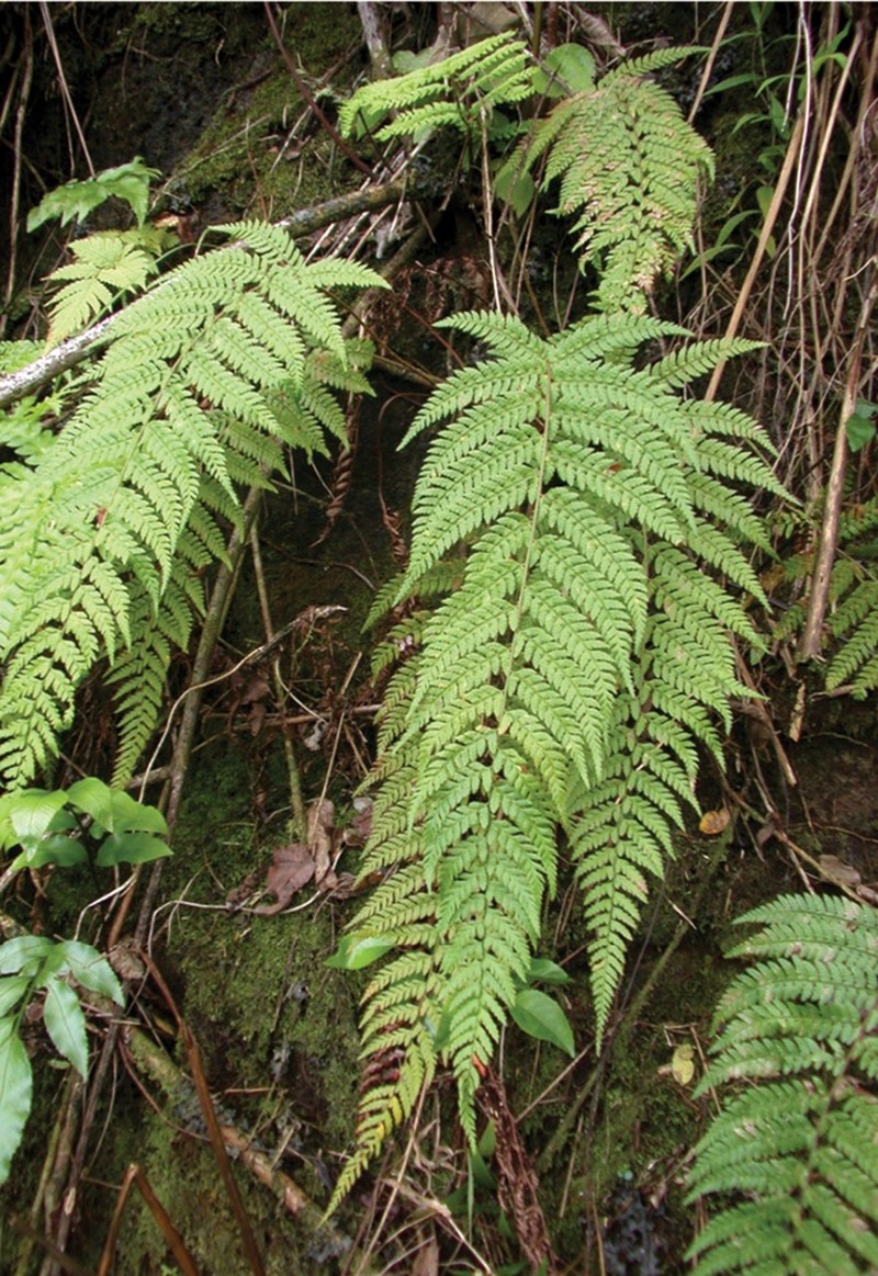 Polystichum uahukaense photo 5