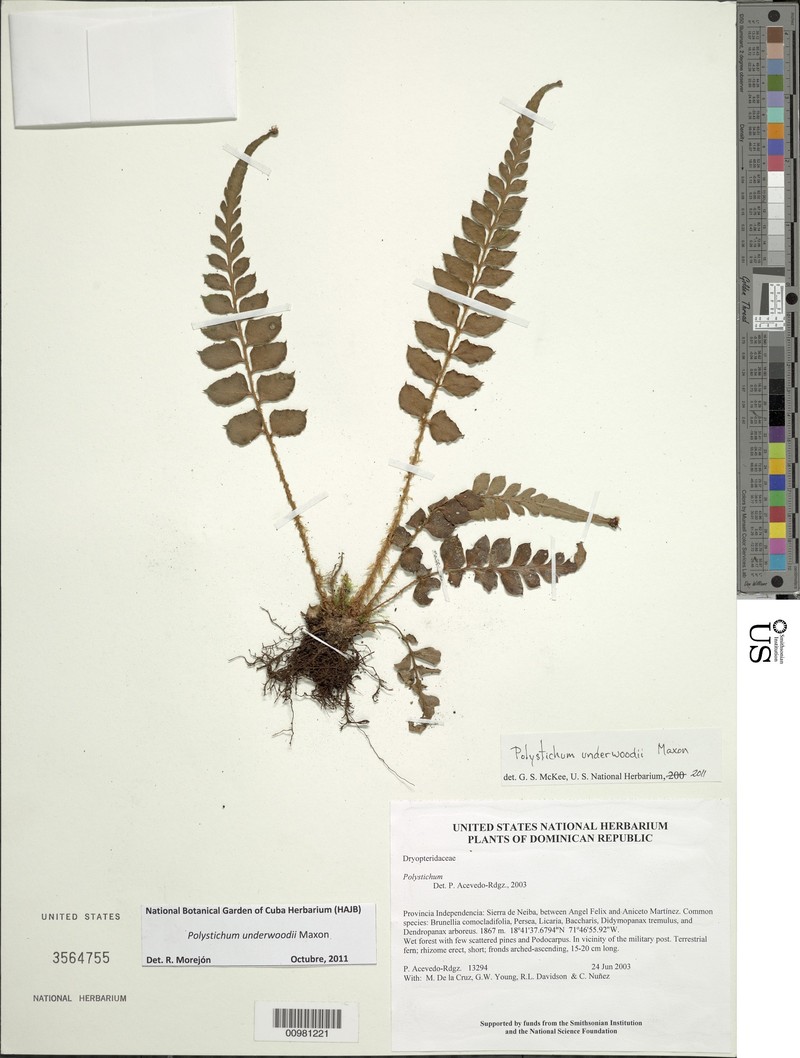 Polystichum underwoodii