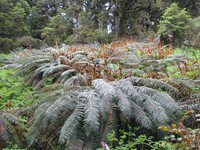 Polystichum vestitum