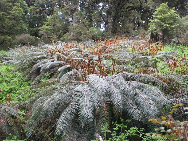 Polystichum vestitum