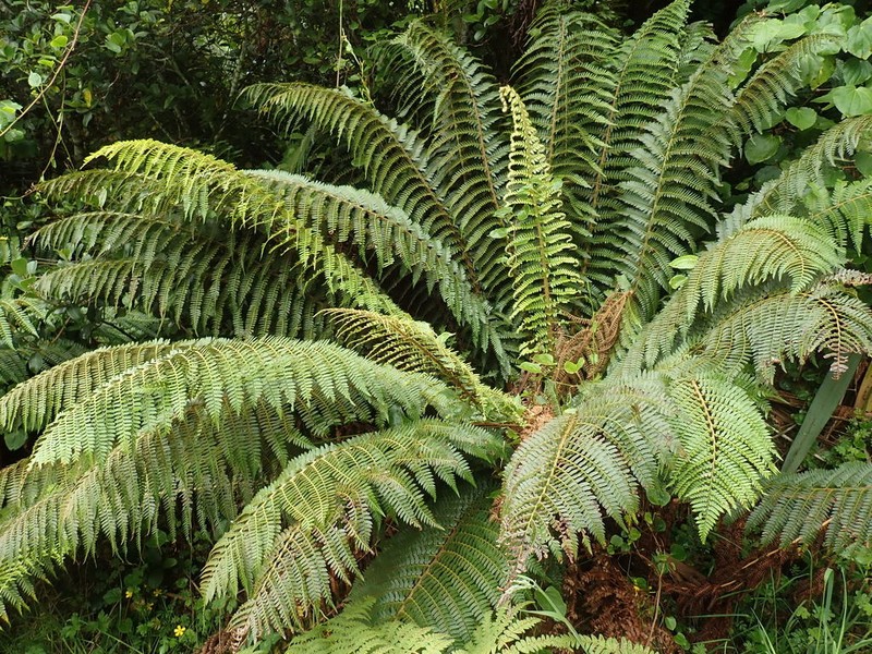 Polystichum vestitum photo 2