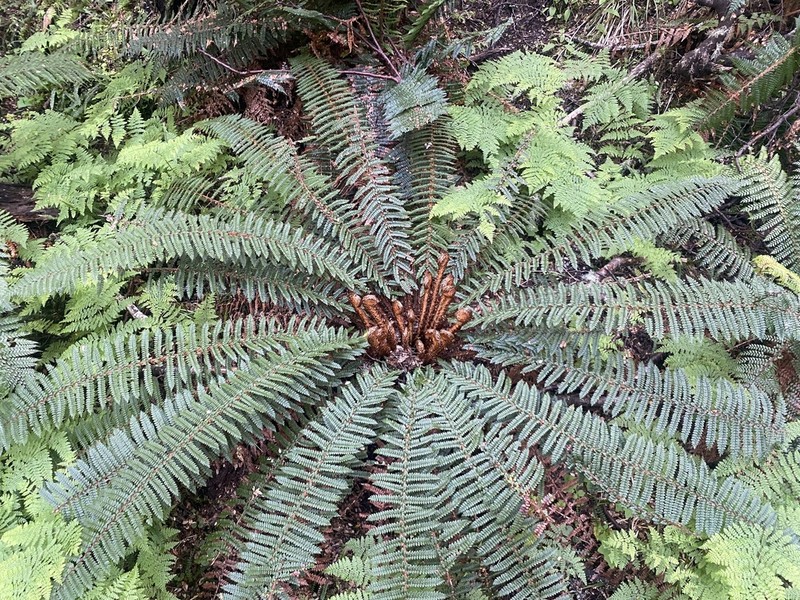 Polystichum vestitum photo 3