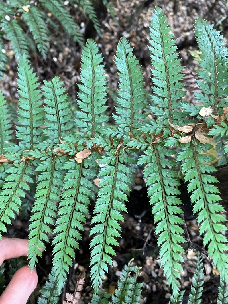 Polystichum vestitum photo 4