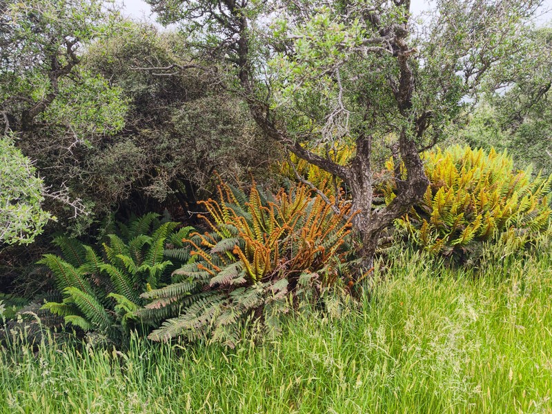 Polystichum vestitum photo 5