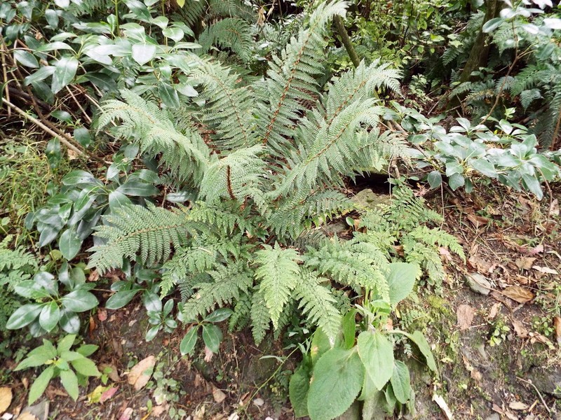 Polystichum vestitum photo 6
