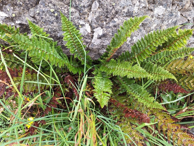 Polystichum vestitum photo 7