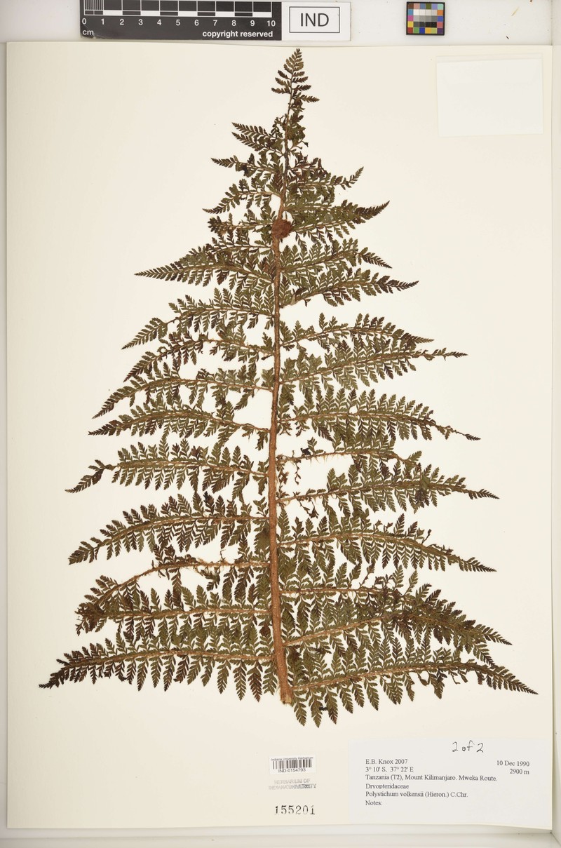 Polystichum volkensii