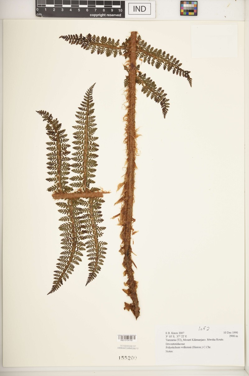 Polystichum volkensii photo 2