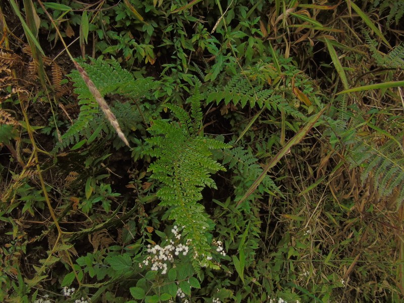 Polystichum vulcanicum