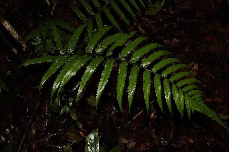 Polystichum walkerae photo 2