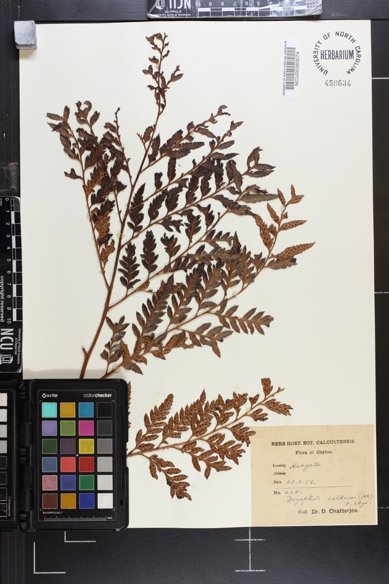 Polystichum walkerae photo 3