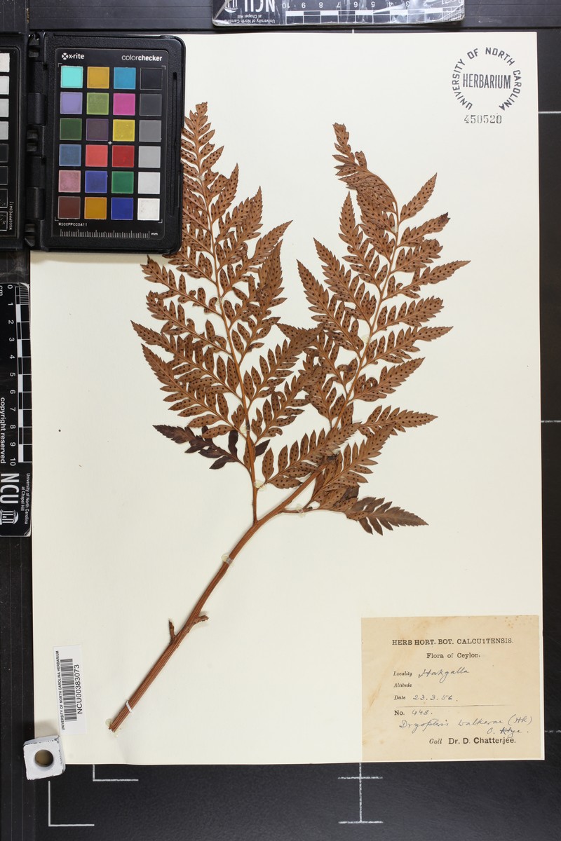 Polystichum walkerae photo 4