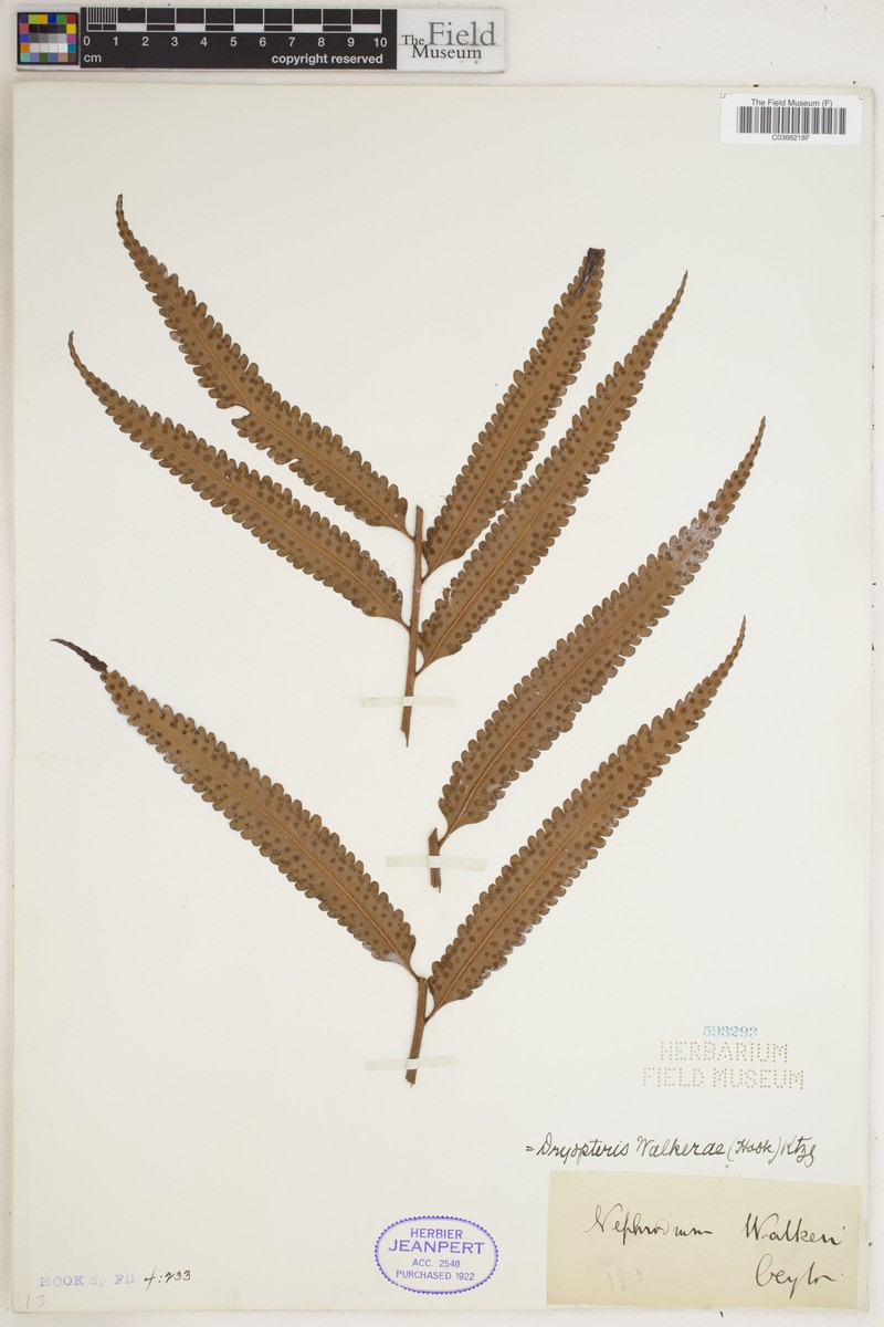 Polystichum walkerae photo 6