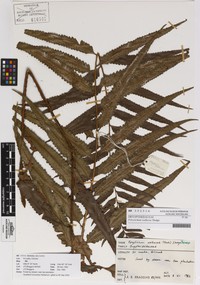 Polystichum walkerae