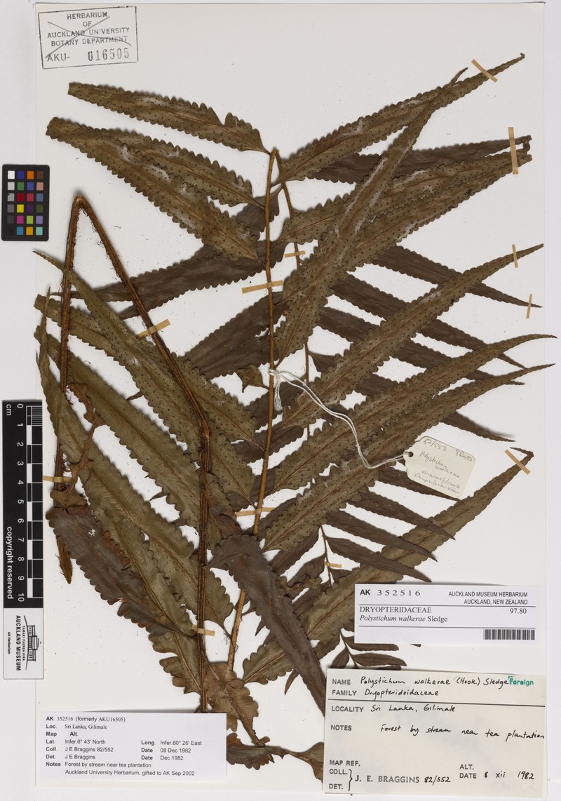 Polystichum walkerae