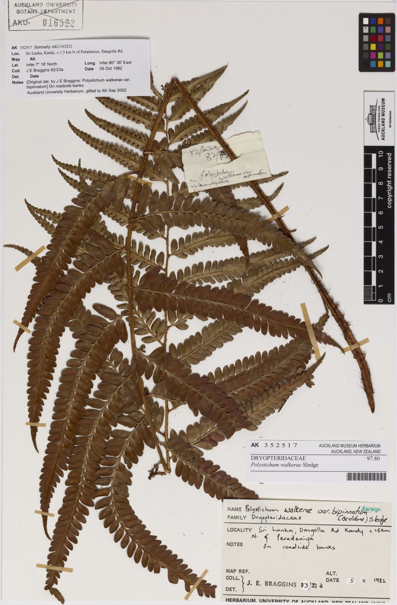 Polystichum walkerae photo 7