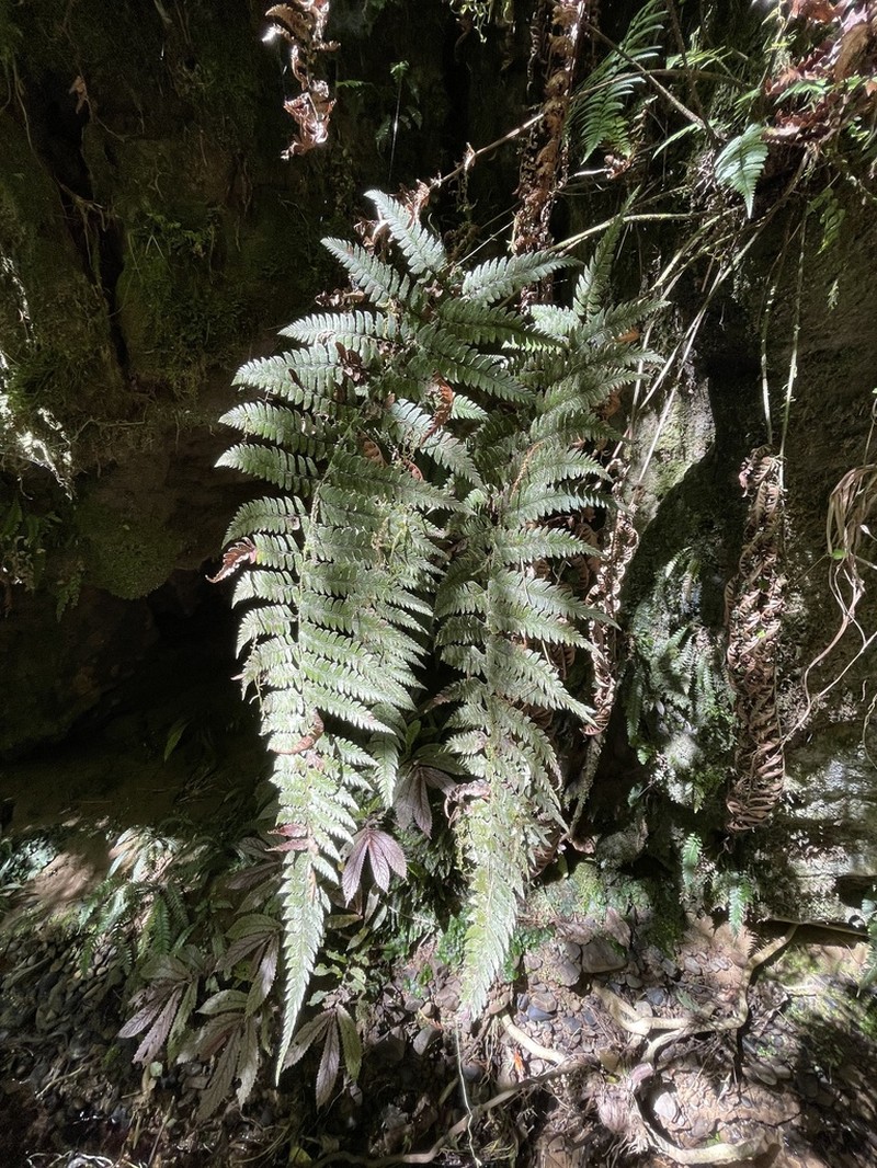Polystichum wawranum