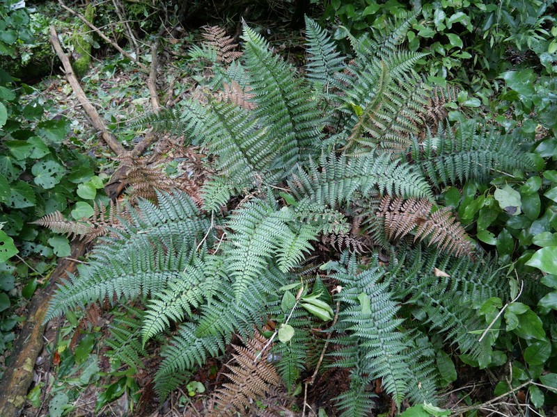 Polystichum wawranum photo 2