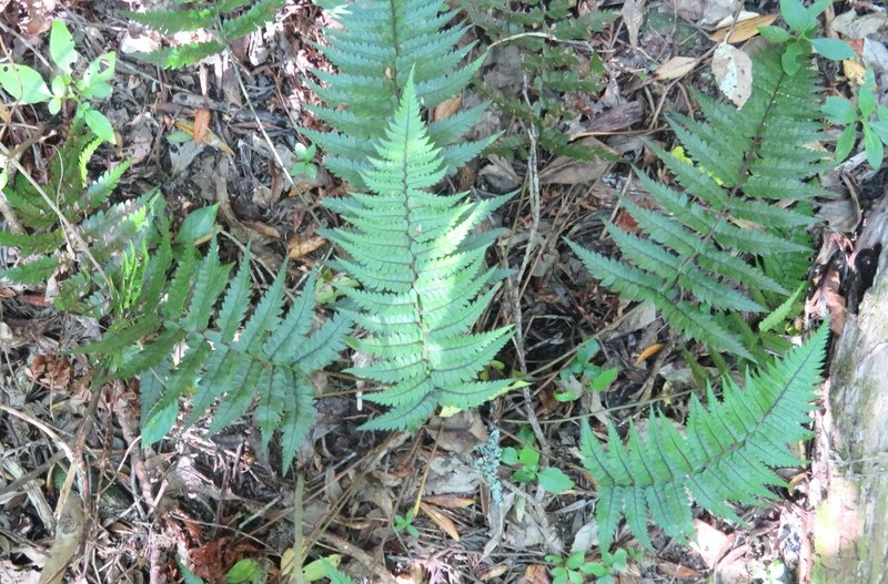 Polystichum wawranum photo 3