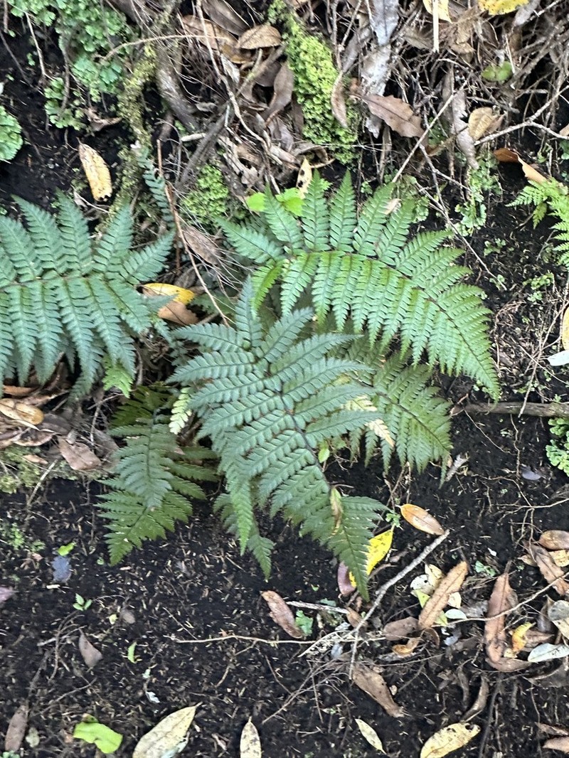 Polystichum wawranum photo 4