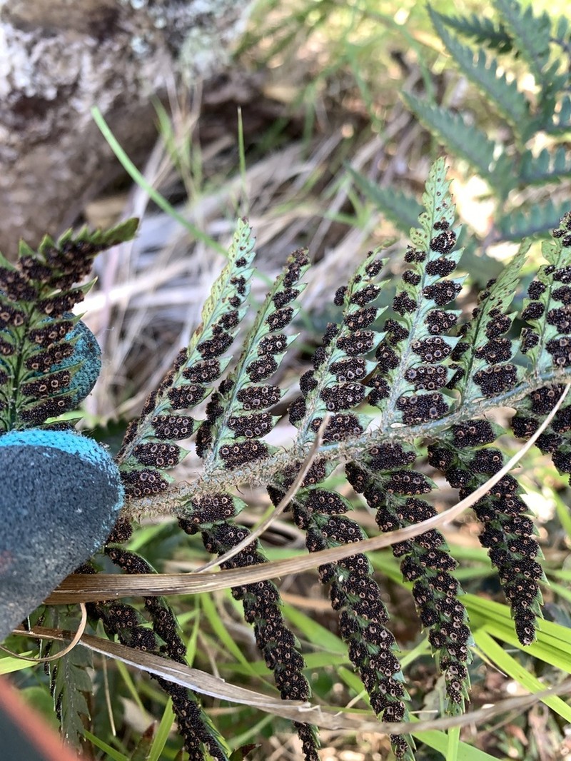 Polystichum wawranum photo 5