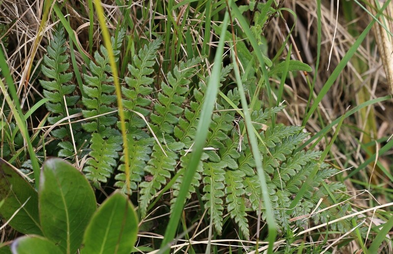 Polystichum wawranum photo 6