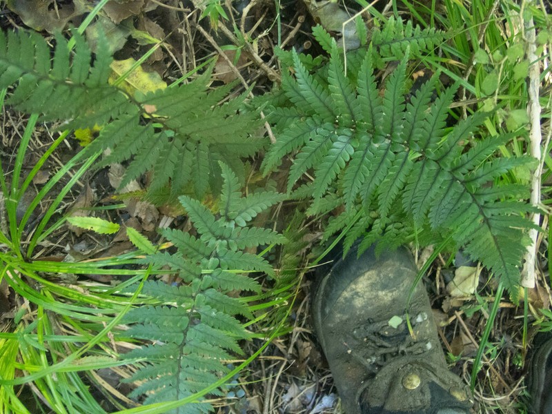 Polystichum wawranum photo 7