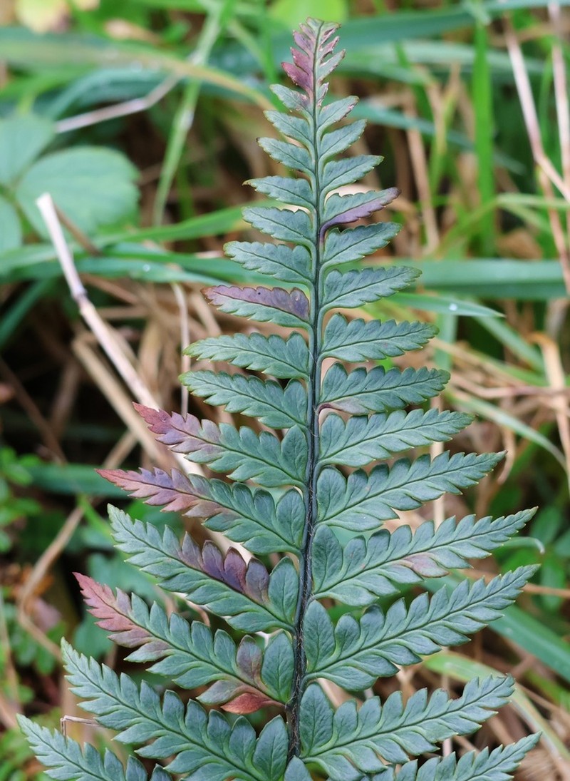 Polystichum wawranum photo 8