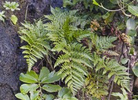 Polystichum whiteleggei