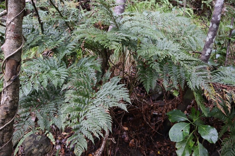Polystichum whiteleggei photo 2