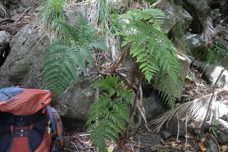 Polystichum whiteleggei photo 3